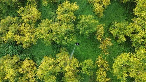 Person Watering Plants in Rural Setting, Birds Eye