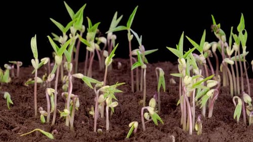 Mung Beans Germination on Black Background