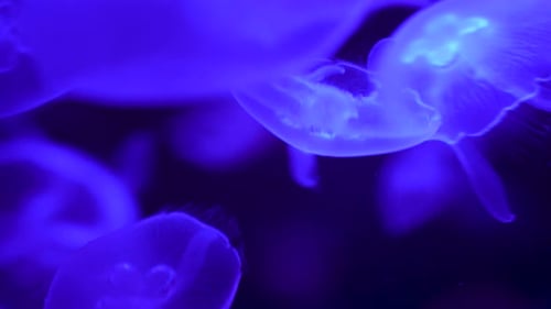 Glowing Jellyfish Swimming in Aquarium