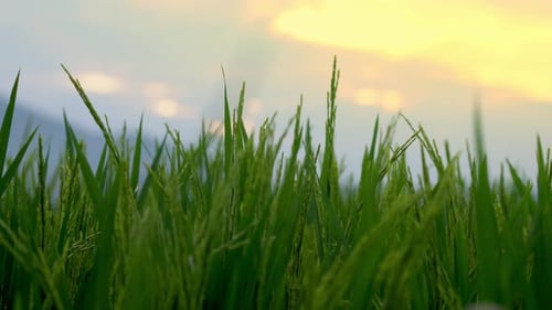 Rice plants in paddy field at sunset