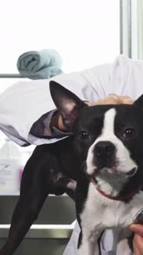 Veterinarian Listening to a Boston Terrier's Heartbeat