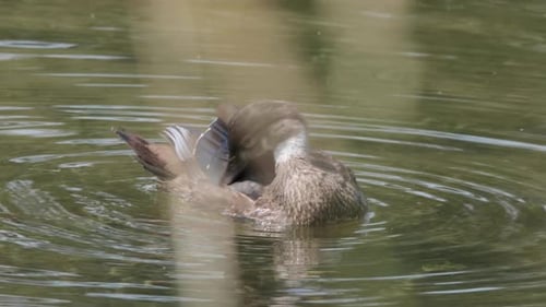 Pato real hembra acicalándose en el estanque, visto a través de la hierba en primer plano
