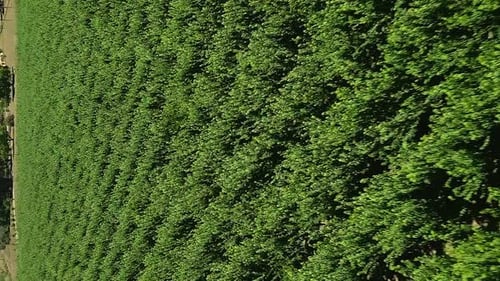 Rows of grapevines growing in South African vineyard. Low vertical reveal.