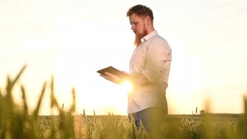 Man with Tablet Inspecting Wheat Field at Sunrise