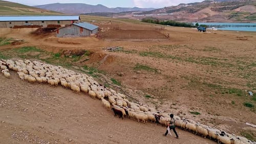 Boy Herding Sheep in a Rural Landscape