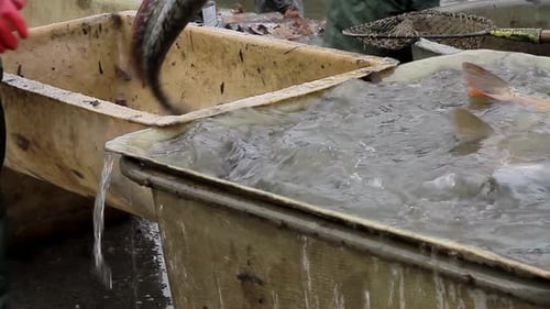 Fischer sortieren Fische, die gerade mit Menschen im Meer gefangen wurden — Stock-Bildmaterial Stockvideos