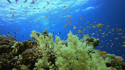 Reef Underwater Coral Garden