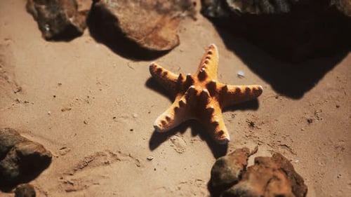 Starfish on Sandy Beach at Sunset