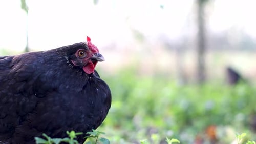 27. Chickens on a rural farm. Agriculture. Poultry breeding.