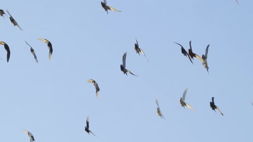 Tauben fliegen am Himmel. 4K