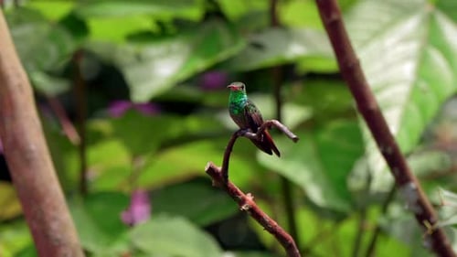 A small iridescent hummingbird perches on a branch in a forest in Ecuador, South America as the ligh