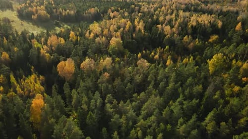 Aerial view of a autumn time sunny forest with yellow leafed trees and green pines, morning shadows.