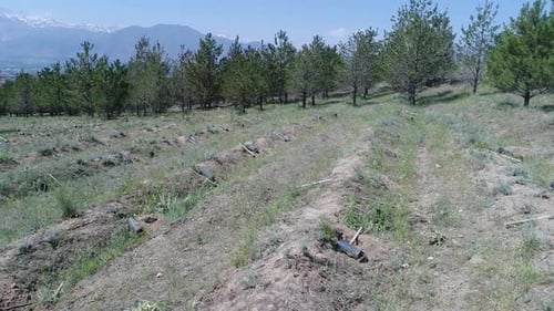 Aerial View of Reforestation Site on Rural Hillside