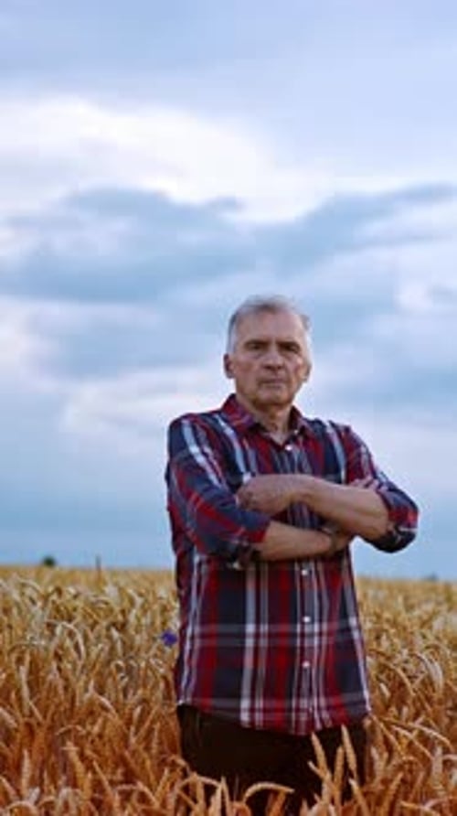 Adult Caucasian farmer in the ripe wheat field.