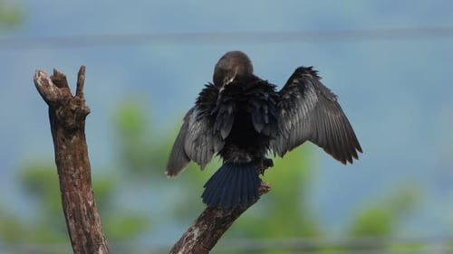 Kormoran, der auf einem Baum chillt, UHD Mp4 4k.
