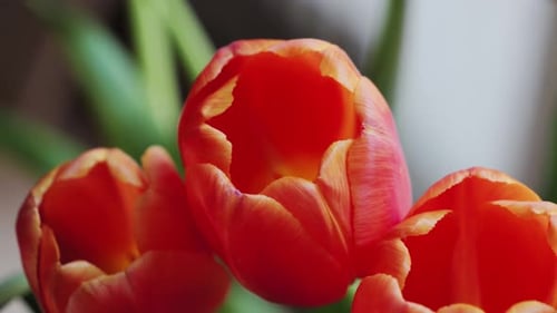 Vibrant Close-Up of Red Tulip Flowers Blooming