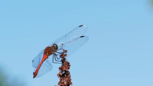 Red Dragonfly on a Branch on Blue Sky Background