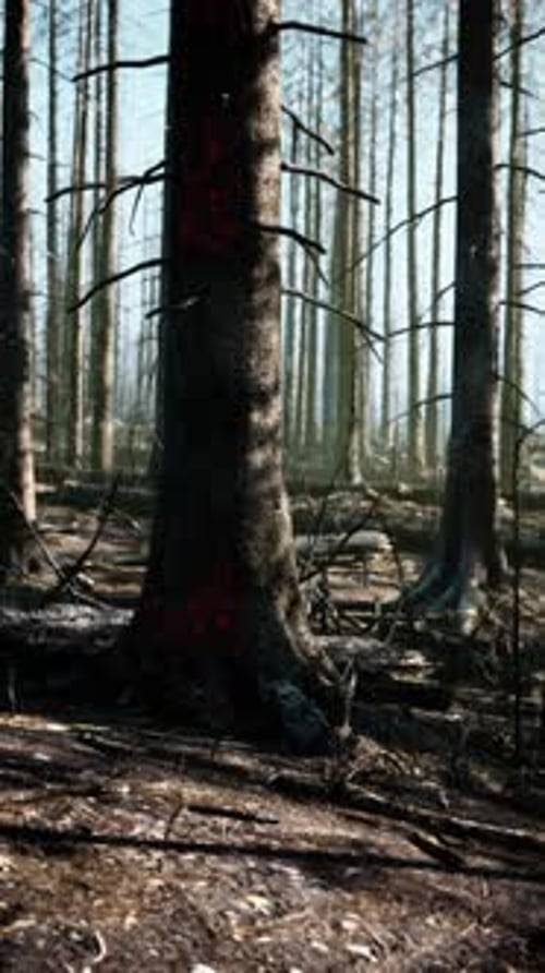 A Forest Filled with Lots of Tall Trees