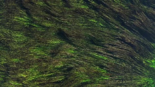 Aquatic Plants Waving Gently Underwater From Above