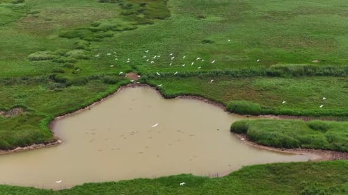 Close up of great egret ,the common egret fishing in the shallow lagoon of the bird sanctuary