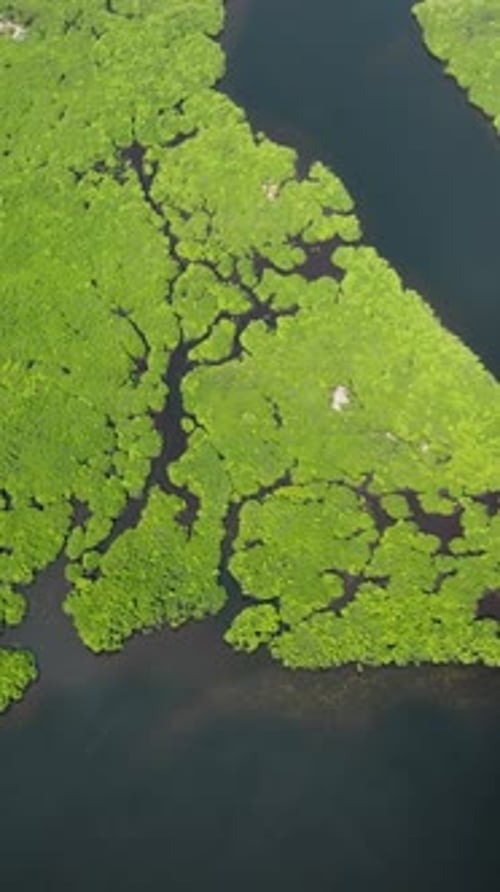 Compact Mangrove Island with Visible Water Paths Siargao Philippines