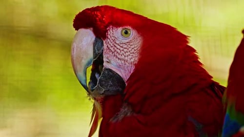 Porträt eines schönen hellen Ara-Papageien in Nahaufnahme