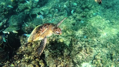 Fische und Schildkröten schwimmen im Meeresboden