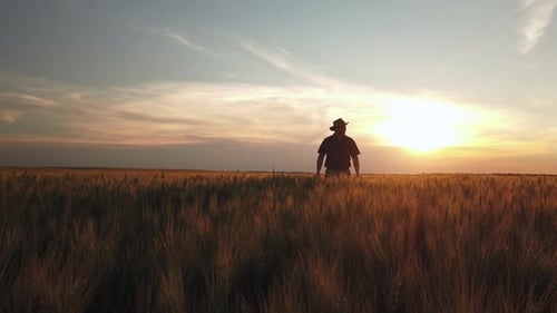 Farmer walking home in golden grain field during sunset after long day of work