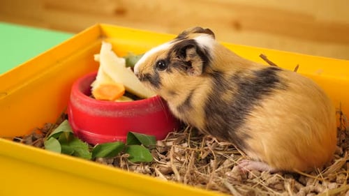 25. People take care of the guinea pig and play with it.