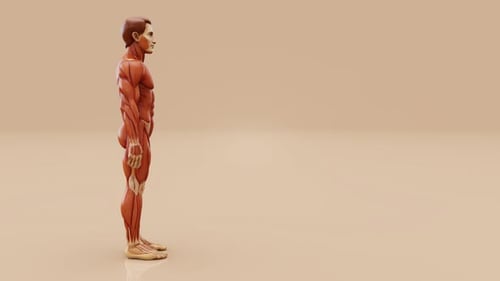 3D Animation of Human Muscular System Rotating