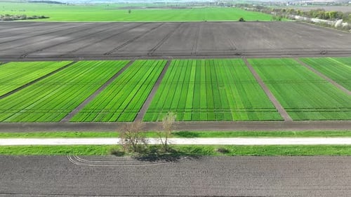 Top View of a Plantation of Young Green Wheat Varietal Wheat Fields are Divided Into Strips