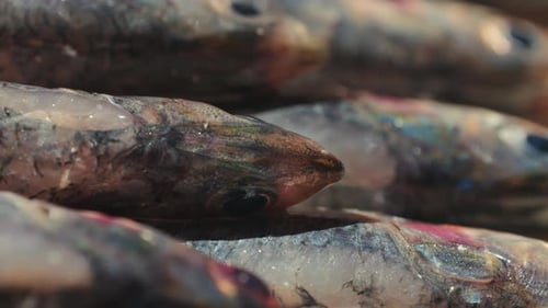 Sardinhas marinhas frescas, peixe de anchova e mullus em exibição no gelo na loja Market Store Shop Frutos do mar e peixes