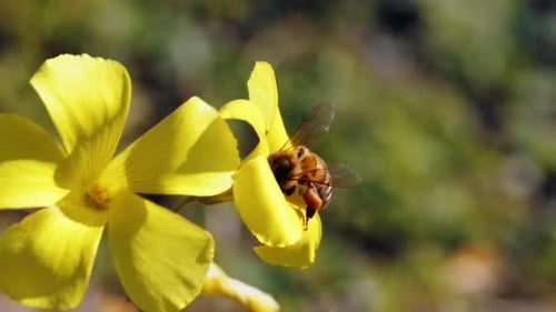 Biene ruht auf gelber Blume