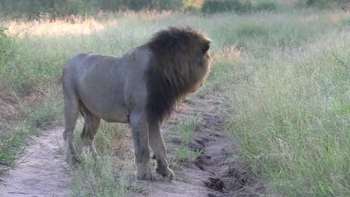 A male lion listening and then sniffing the ground to search and track a scent.