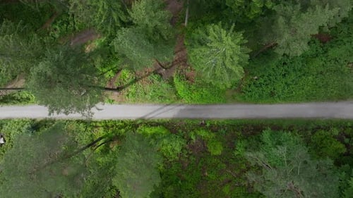 Luftaufnahmen einer Drohne, die ihrem Weg durch den Wald folgt