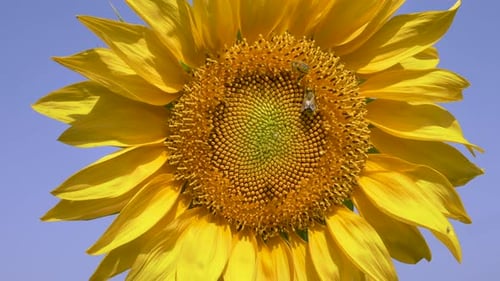 Bright Sunflower with Pollinating Bees in Summertime