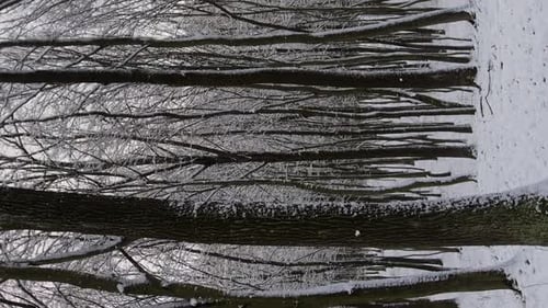 Snow Covered Trees in a Winter Forest