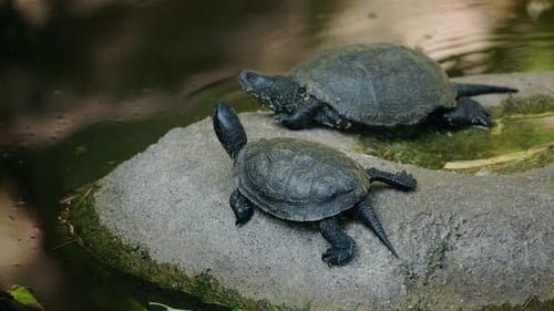 Paire de tortues d'eau douce prenant un bain de soleil sur une roche lisse entourée d'eau d'étang calme texturée foncée