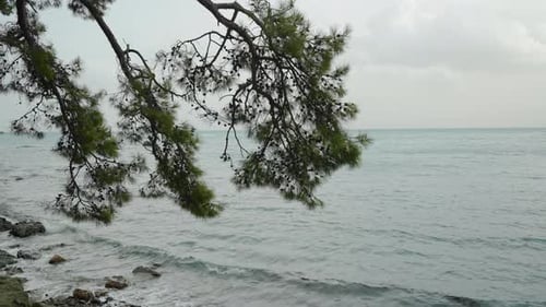 A large pine tree hangs over the edge of a cliff into the sea, panorama. Cool windy weather.
