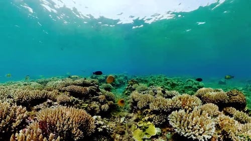 The Underwater World of a Coral Reef
