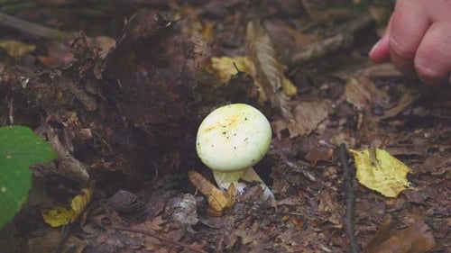 A woman picks a wild champignon mushroom in the forest.