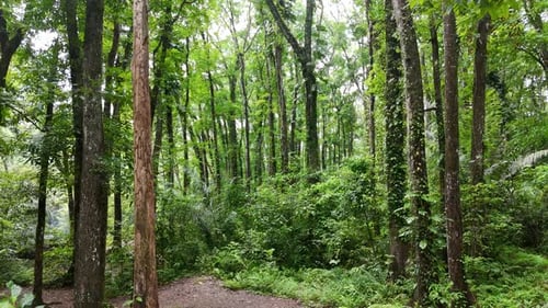 Geschützter Wald im Sesaot-Gebiet - West Lombok.