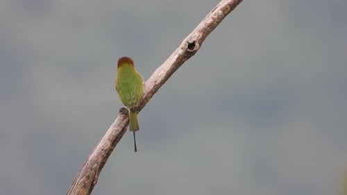 Green Bee-Eater Perched on a Bare Branch