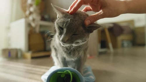 Gray Cat Gets Head Scratches in Sunny Home