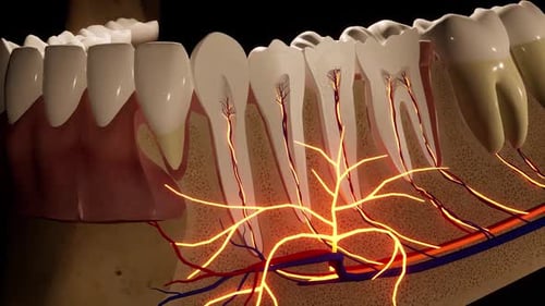 Anatomical Illustration of Human Teeth and Roots
