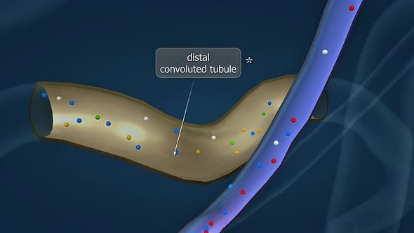 Animated Medical Illustration of Distal Convoluted Tubule, Backgrounds ...