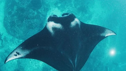 The Giant Oceanic Manta Ray Giant Manta Ray or Oceanic Manta Ray Mobula Birostris Swims in the Ocean