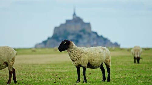 Sheep Grazing in Green Meadows and Eating Fresh Grass Mont Saint Michel France