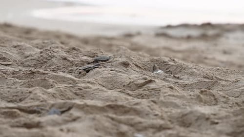 Baby sea turtles emerge from sand on a quiet beach, heading towards the ocean