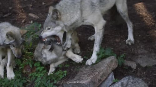 Wolves Interacting as a Pack in Nature